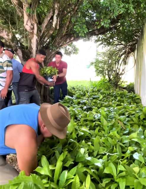 Camacã: Prefeitura chega a marca de 35 mil mudas de Cacau distribuídas para pequenos agricultores
